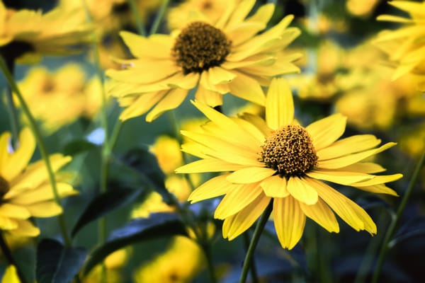What is Arnica: The Hidden Gem of Herbal Medicine and How to Use It